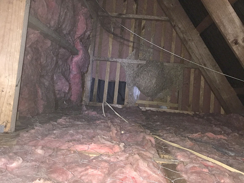 PestCo Technician Mike Wills treated this wasp nest that was found in the roof of a property.