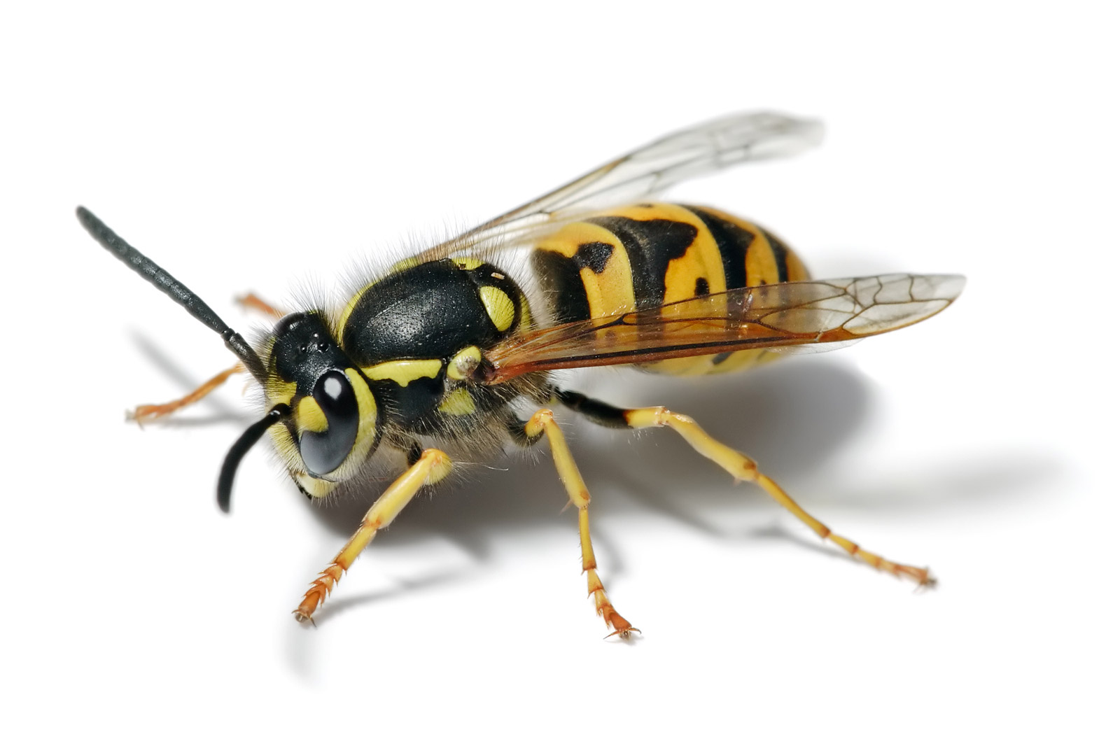 Common wasp