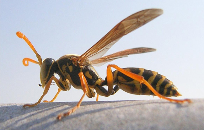 Paper wasp.
