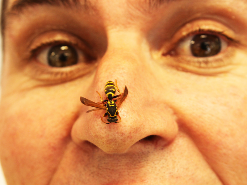 You don’t have to pay through the nose to get rid of wasps - just call in PestCo’s Mike Wills.