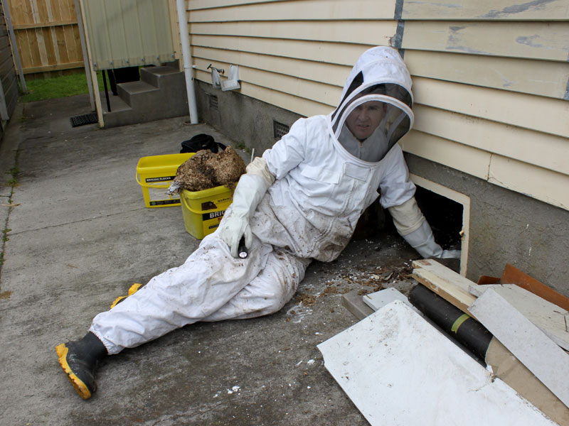 PestCo service technician Mike Wills in protective clothing to remove the nest.